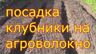 посадка клубники на агроволокно