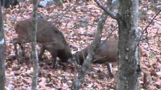 Rut Brawl - Whitetail Bucks