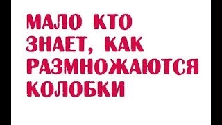 Мало кто знает, как размножаются колобки