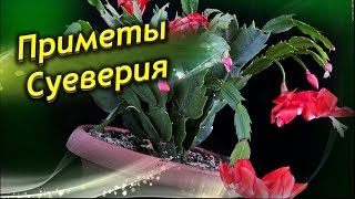 ДЕКАБРИСТ в ДОМЕ. Приметы и суеверия связанные с Декабристом