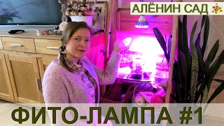 ЭКСПЕРИМЕНТ С ФИТОЛАМПОЙ. Часть 1