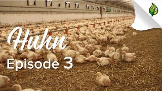 HUHN (3/5) - Tierwohl und -gesundheit