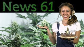 LEY APROBADA: MARIHUANA LEGAL en CATALUÑA. ACEITE DE CANNABIS. CULTIVO DE MARIHUANA y CALOR. News 61