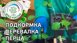 Как и чем подкормить рассаду перца. Как сделать перевалку перца.