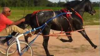 American trotter rio, T. L. Vibraton (Treino)