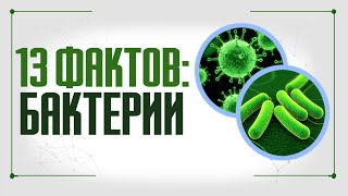 13 фактов о бактериях и интересных местах их скопления