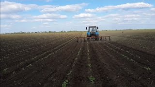 Культивация междурядья подсолнечника