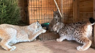 ПЕРВАЯ ВСТРЕЧА РЫСЕЙ УМКИ И СИМБЫ / Горный лев - наблюдатель