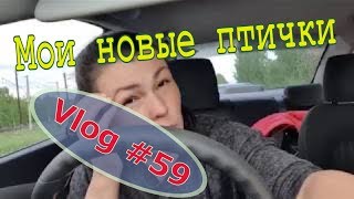 Навалилось много дел. Пополнение. Последние новости // Юлия Артуровна vlog