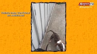 TREINO PARA ANSIEDADE NOS CÃES