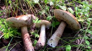 Из пос.Васильево за грибами в посадки.2017 июль.