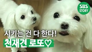 TV동물농장 천재견 로또(522회)_01