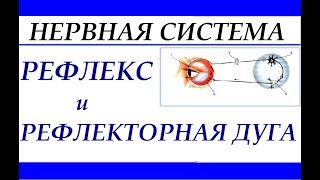 Рефлекторная дуга. Рефлекс. Анатомия и физиология человека.