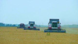 133-Д.(11д.уб-ки яч-я).Возня с трактором Т-150К,сильнейший ливень но мы убираем ячмень