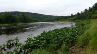 Хариус на реке Косьва июль 2015 (Пермский край, Россия)