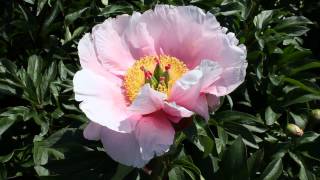 Soft Salmon Saucer | R2 Flowers BV | Peonies