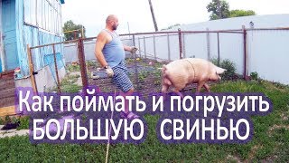 Наш Хряк не хотел уезжать! Как поймать и погрузить большую свинью? Теория и реальность