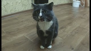 Кот тащится под музыку