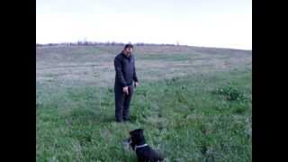 Ягдтерьер. Поиск и подача утки из зарослей3