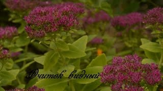 Очиток видный, уход за растением. Sedum prominent