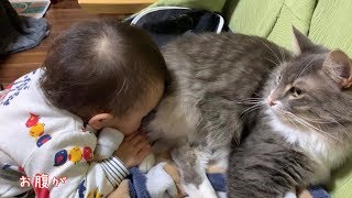 1歳児から『猫吸い』をされる猫　ノルウェージャンフォレストキャット　Cat whose face can be buried in the stomach from the owner's baby