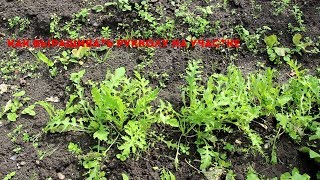 Руккола - супер зелень на Вашем столе!