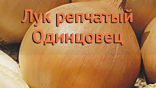 Лук репчатый Одинцовец (odintsovets) ? лук Одинцовец обзор: как сажать семена лука Одинцовец