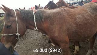 Озгон мал базары тайлар 12.03.18 Скотный рынок, Узген  Цены на жеребцов