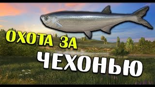 РУССКАЯ РЫБАЛКА 4. Чехонь. Где и на что ловить? Фарм серебра на Суре на Фидеры.