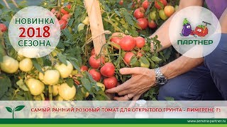 НОВИНКА 2018! САМЫЙ РАННИЙ РОЗОВЫЙ ТОМАТ ДЛЯ ОТКРЫТОГО ГРУНТА - ЛИМЕРЕНС F1