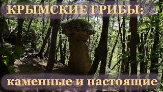 Крымские грибы: каменные и настоящие