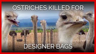 Ostriches Killed for Hermès, Prada Bags