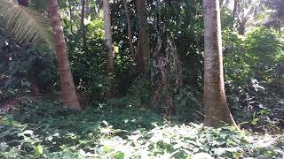 Hutan Angker Di Pulau Masakambing