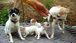 Pet Care-World smallest Dog breed // All About Chihuahua/// 7404011122-Doggyz World