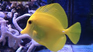 САМЫЕ КРАСИВЫЕ РЫБЫ В МИРЕ. Animals & fish.