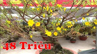 Mai Vàng Thế Thủ Đức Giá KHỦNG !!! Báo giá mai vàng - Tết 2020.