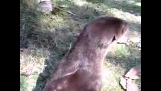 Petting a Happy Baby Otter