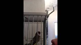 Καρδερίνα Πυρωμένη (Carduelis Carduelis)