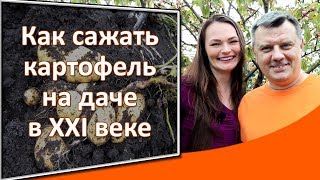 Как посадить картошку на даче Посадка картофеля под плоскорез