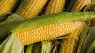 Снасти своими руками, НА ЧТО ЛОВИТСЯ КОРОП, КАРАСЬ ТОЛСТОЛОБИК