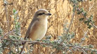 kuwait birds طيور الكويت