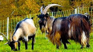 20 Beautiful Goat Breeds - Girgentana, Valais, Saanen, Pygmy, Feral, Cashmere, Toggenburg Goats