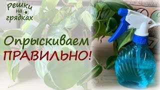 5 основных правил и важные особенности опрыскивания комнатных растений
