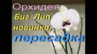 ОРХИДЕИ:пересадка НОВИНКИ (Биг Лип)