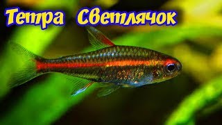 ЭРИТРОЗОНУС ХЕМИГРАММУС ИЛИ ТЕТРА СВЕТЛЯЧОК СОДЕРЖАНИЕ, РАЗВЕДЕНИЕ