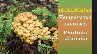 Осторожно! Несъедобный "опёнок"! Чешуйчатка ольховая - Pholiota alnicola