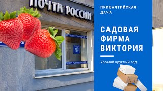 Садовая фирма "ВИКТОРИЯ". Посылка. Саженцы земляники (клубники) Фриго