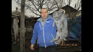 Кролик Советская Шиншилла чистый вес  в 1 год!