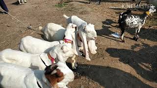 Sindhri bakra Mandi sindhri goats market