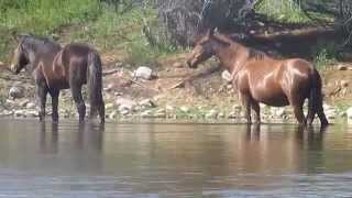 Wild Stallion & Wild Mare Cross River Peacefully .. By Tina Wooten